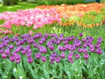 Keukenhof