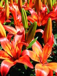 Keukenhof