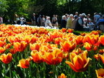 Keukenhof