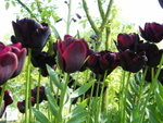 Keukenhof