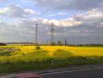 Golden fields....haha