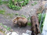 Bears outside the castle!