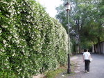 Flowers everywhere.......