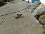 Day 5 10/12/2009<BR>Rooster family!