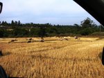 Day 7 12/12/2009<BR>"Then saith he unto his disciples, The harvest truly is plenteous, but the labourers are few...."(Mat 9:37)