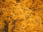 D2<BR>the tree outside the hotel