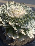 Gyeongju<BR> - close up