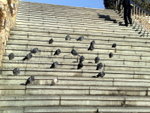 Seoul<BR> - freezing pigeons