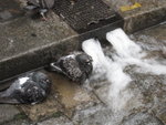 Day04@ Paris<BR>Pigeons taking shower when water comes from sewerage