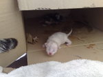 CP2: new born kitten!