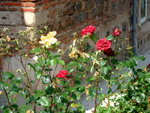 >>Sofia - <BR>Bulgarian Roses�x<br>�O�[�Q�Ȫ���