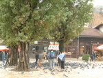 �ڭ̦����a���X�x<BR>Outside our hostel