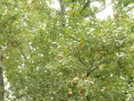 �±�����L@ Sarajevo Park�x<BR>A sad forest @the park