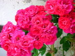 <font color=tan>>>Ohrid</font><BR>Roses all over the street~~�x<br>�A�A�����B�B