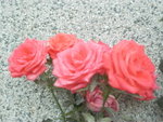 <font color=tan>>>Ohrid</font><BR>Another bright roses�x<br>�����C�⤧����