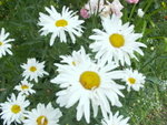 <font color=tan>>>Ohrid</font><BR>Little white flowers�x<br>�M�a�p�ժ�