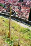 <font color="tan">>>Kotor</font><BR>Kotor city wall