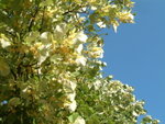 <font color="tan">>>Cetinje</font><BR>flowers�x<br>�L�Ѫ���