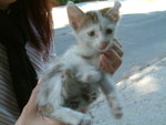 <font color="tan">>>Cetinje</font><BR>kitten�x<br>�g�����p��