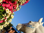 <font color=TAN>>>Novi Sad</font><BR>Horses in the Old Town