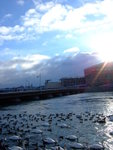 #24<BR>Winter ducks