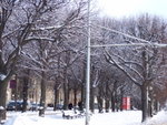 #26<BR>Boulevard�x<BR>�զ⪺�L���j�D