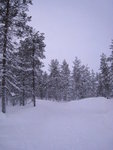 #21<BR>White winter