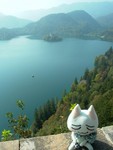 Bled 11
