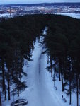 #04<BR>Pyynikki Ridge lined with pine trees
