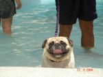 BB swimming 014