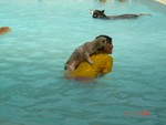 BB swimming 015