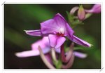 Calanthe sylvatica ����������1