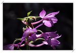 Calanthe sylvatica ����������2
