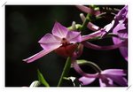 Calanthe sylvatica ����������4