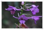 Calanthe sylvatica ����������5