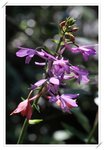 Calanthe sylvatica ����������6