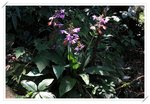 Calanthe sylvatica ����������7