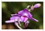 Calanthe sylvatica ����������8