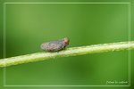 �R����KLHS0610011