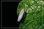 �����W�P�ͥ�FY0702192