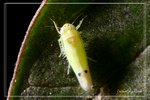 �����W�P�ͥ�_WKT0702191