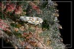 �����W�P�ͥ�_WKT0702193_1