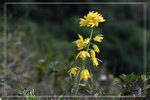 ????LI10050910