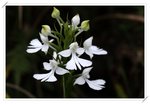 Habenaria dentata �Z��ɻ��1