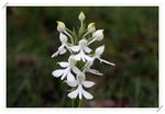 Habenaria dentata �Z��ɻ��2