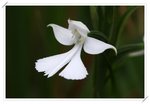 Habenaria dentata �Z��ɻ��3