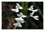 Habenaria dentata �Z��ɻ��4