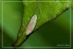 ���a���Y����SLW0609242