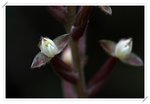 Hetaeria cristata�զ�½�B��0908302