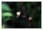 Hetaeria cristata�զ�½�B��0908303
